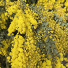 Acacia vestita (Hairy Wattle) at Jerrabomberra, NSW - 21 Aug 2022 by Mavis