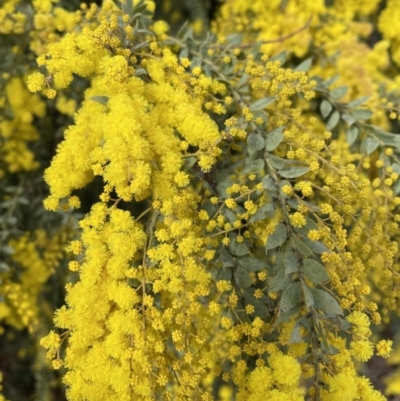 Acacia vestita (Hairy Wattle) at Jerrabomberra, NSW - 21 Aug 2022 by Mavis