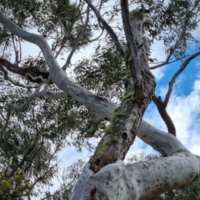 Eucalyptus mannifera (Brittle Gum) at Bungendore, NSW - 21 Aug 2022 by clarehoneydove