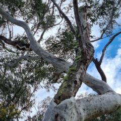 Eucalyptus mannifera (Brittle Gum) at Bungendore, NSW - 21 Aug 2022 by clarehoneydove