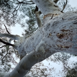 Eucalyptus mannifera at QPRC LGA - 21 Aug 2022