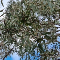 Eucalyptus mannifera at QPRC LGA - 21 Aug 2022