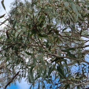 Eucalyptus mannifera at Bungendore, NSW - 21 Aug 2022