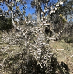 Leucopogon fletcheri subsp. brevisepalus (Twin Flower Beard-Heath) at Jerrabomberra, NSW - 21 Aug 2022 by Mavis