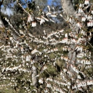 Leucopogon fletcheri subsp. brevisepalus at Jerrabomberra, NSW - 21 Aug 2022