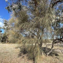 Allocasuarina verticillata (Drooping Sheoak) at Jerrabomberra, NSW - 21 Aug 2022 by Mavis