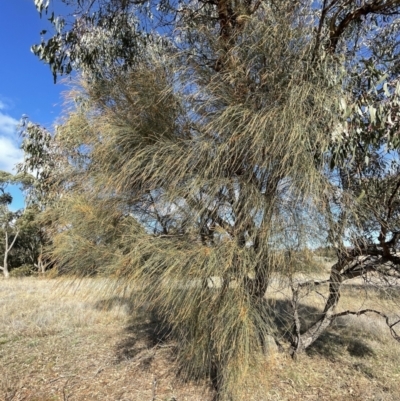 Allocasuarina verticillata (Drooping Sheoak) at Jerrabomberra, NSW - 21 Aug 2022 by Mavis