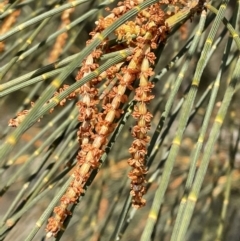 Allocasuarina verticillata at Jerrabomberra, NSW - 21 Aug 2022