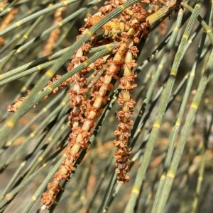 Allocasuarina verticillata at Jerrabomberra, NSW - 21 Aug 2022