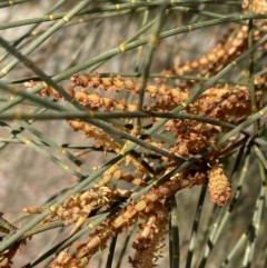 Allocasuarina verticillata at Jerrabomberra, NSW - 21 Aug 2022