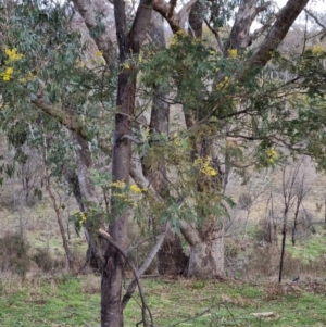 Acacia dealbata subsp. dealbata at Bungendore, NSW - 21 Aug 2022