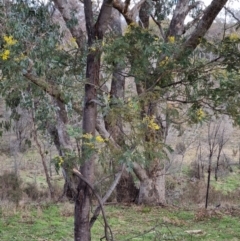 Acacia dealbata subsp. dealbata (Silver Wattle) at Bungendore, NSW - 21 Aug 2022 by clarehoneydove