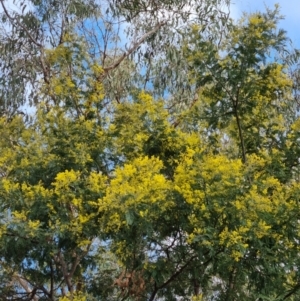 Acacia dealbata subsp. dealbata at Bungendore, NSW - 21 Aug 2022