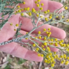 Acacia dealbata subsp. dealbata at Bungendore, NSW - 21 Aug 2022