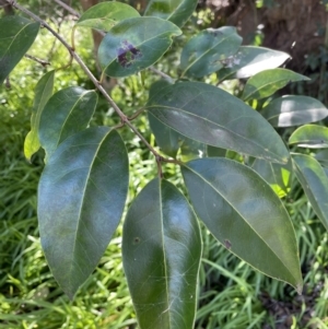 Ligustrum lucidum at Jerrabomberra, NSW - 21 Aug 2022