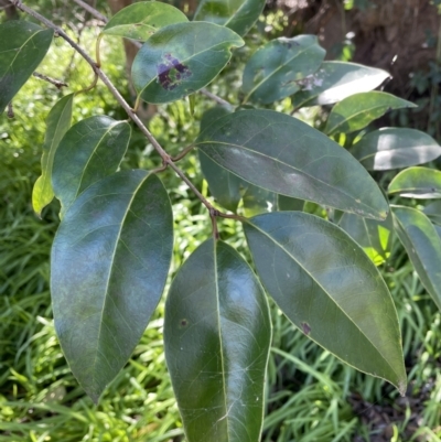 Ligustrum lucidum (Large-leaved Privet) at Jerrabomberra, NSW - 21 Aug 2022 by Mavis