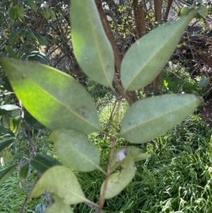 Ligustrum lucidum at Jerrabomberra, NSW - 21 Aug 2022 10:33 AM