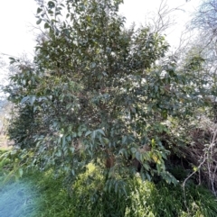 Ligustrum lucidum at Jerrabomberra, NSW - 21 Aug 2022