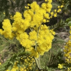 Acacia decurrens (Green Wattle) at Jerrabomberra, NSW - 21 Aug 2022 by Mavis