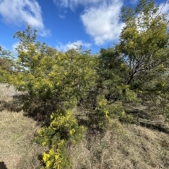 Acacia decurrens at Jerrabomberra, NSW - 21 Aug 2022