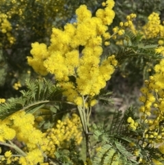 Acacia decurrens at Jerrabomberra, NSW - 21 Aug 2022