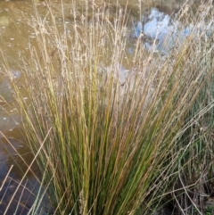 Juncus (genus) (A Rush) at Bungendore, NSW - 21 Aug 2022 by clarehoneydove
