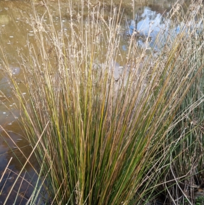 Juncus sp. (A Rush) at Bungendore, NSW - 21 Aug 2022 by clarehoneydove