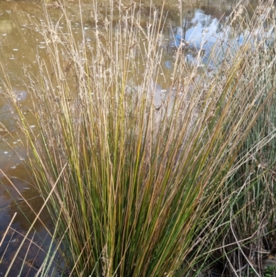 Juncus (genus) (A Rush) at Bungendore, NSW - 21 Aug 2022 by clarehoneydove