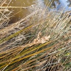 Juncus sp. at Bungendore, NSW - 21 Aug 2022 11:18 AM