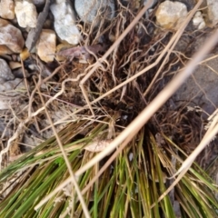 Juncus sp. at Bungendore, NSW - 21 Aug 2022