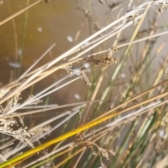 Juncus sp. at Bungendore, NSW - 21 Aug 2022 11:18 AM