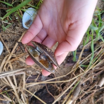 Hyriidae sp. (family) (Freshwater Mussels) at Bungendore, NSW - 21 Aug 2022 by clarehoneydove