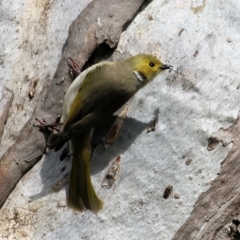 Ptilotula penicillata (White-plumed Honeyeater) at Wodonga - 21 Aug 2022 by KylieWaldon