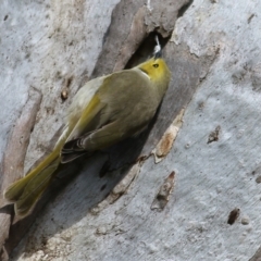 Ptilotula penicillata at Wodonga, VIC - 21 Aug 2022