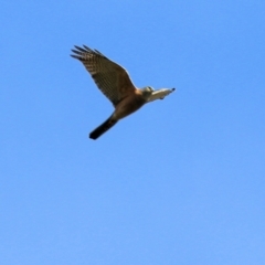 Accipiter fasciatus at Wodonga, VIC - 21 Aug 2022