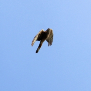 Accipiter fasciatus at Wodonga, VIC - 21 Aug 2022