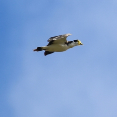 Vanellus miles (Masked Lapwing) at Belvoir Park - 21 Aug 2022 by KylieWaldon