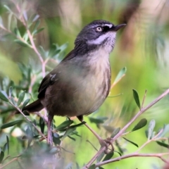 Sericornis frontalis (White-browed Scrubwren) at Wodonga - 21 Aug 2022 by KylieWaldon