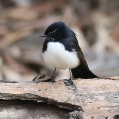 Rhipidura leucophrys (Willie Wagtail) at Belvoir Park - 21 Aug 2022 by KylieWaldon