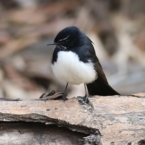 Rhipidura leucophrys at Wodonga, VIC - 21 Aug 2022 10:21 AM