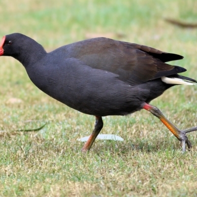 Gallinula tenebrosa (Dusky Moorhen) at Wodonga, VIC - 21 Aug 2022 by KylieWaldon