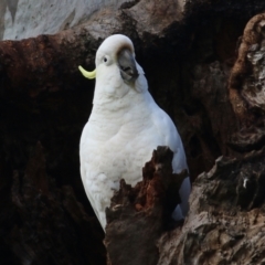 Cacatua galerita (Sulphur-crested Cockatoo) at Wodonga - 21 Aug 2022 by KylieWaldon