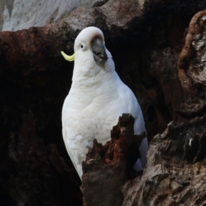 Cacatua galerita at Wodonga, VIC - 21 Aug 2022 10:38 AM