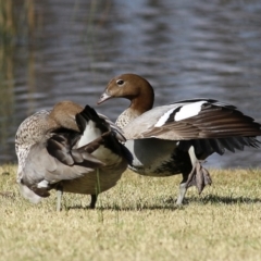 Chenonetta jubata (Australian Wood Duck) at Belvoir Park - 21 Aug 2022 by KylieWaldon