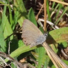 Nacaduba biocellata (Two-spotted Line-Blue) at Theodore, ACT - 21 Aug 2022 by owenh