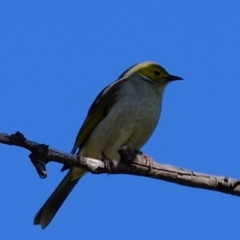 Ptilotula penicillata (White-plumed Honeyeater) at Holt, ACT - 21 Aug 2022 by Kurt