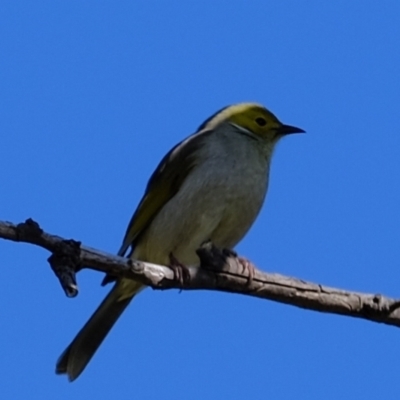 Ptilotula penicillata (White-plumed Honeyeater) at Holt, ACT - 21 Aug 2022 by Kurt