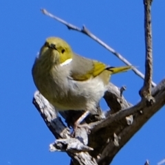 Ptilotula penicillata at Holt, ACT - 21 Aug 2022