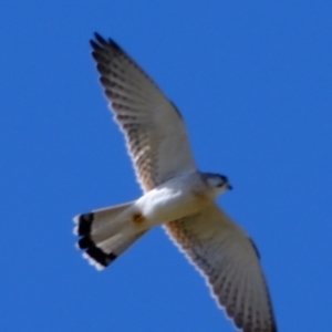 Falco cenchroides at Holt, ACT - 21 Aug 2022