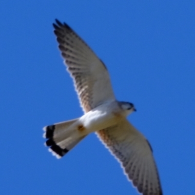 Falco cenchroides (Nankeen Kestrel) at Holt, ACT - 21 Aug 2022 by Kurt